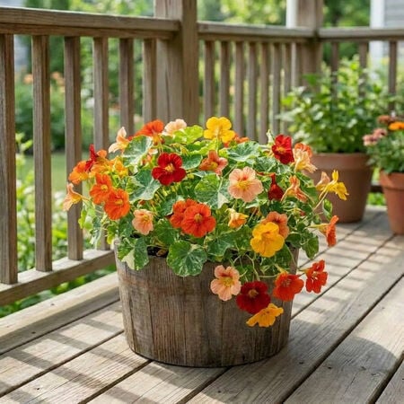 Alaska Mix, Nasturtium Seeds - Packet image number null